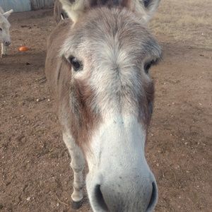 Meet your Posher, Robin